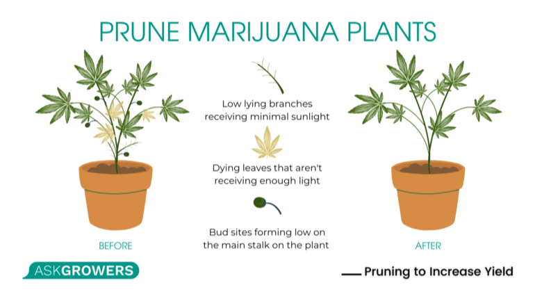 pruning cannabis